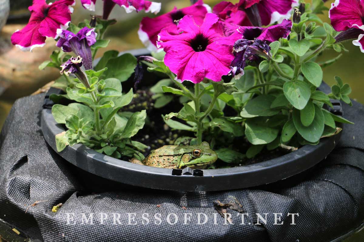 Frog resting in floating pond planter