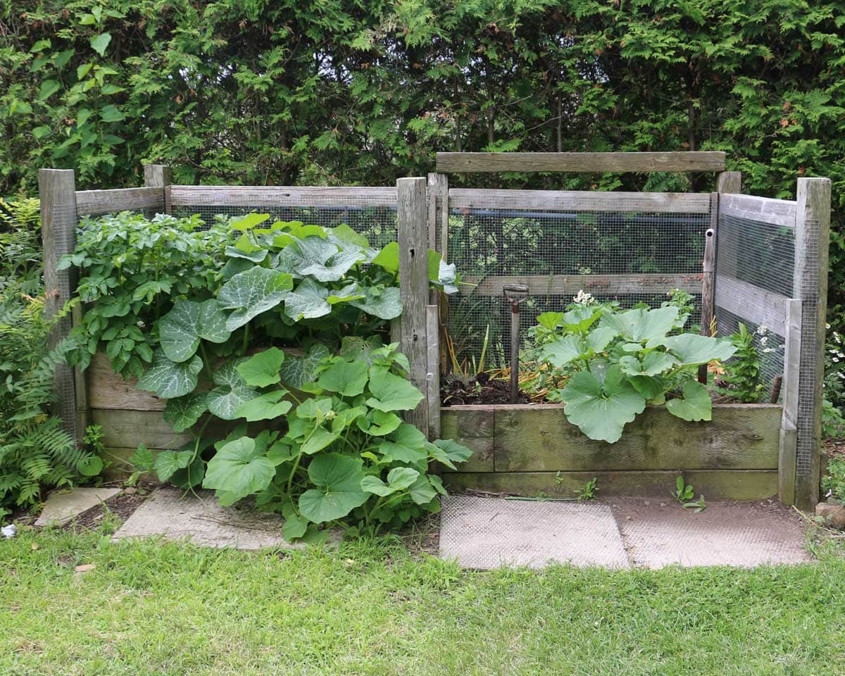 Composting 101: slow and fastmethods to enrich your garden soil Large compost bins with fruiting vines