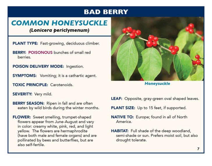 7 Popular Garden Plants with Poisonous Berries (ID Photos)