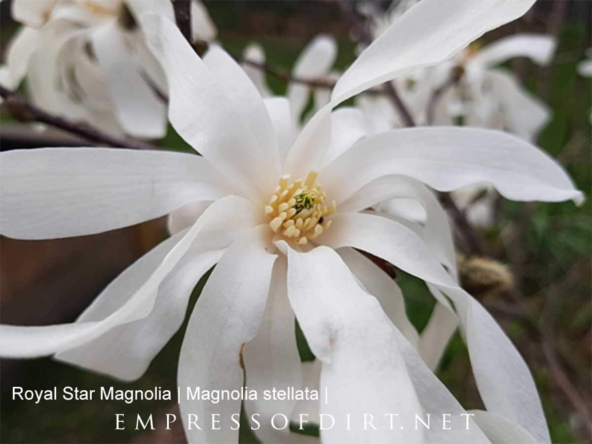 White magnolia bloom