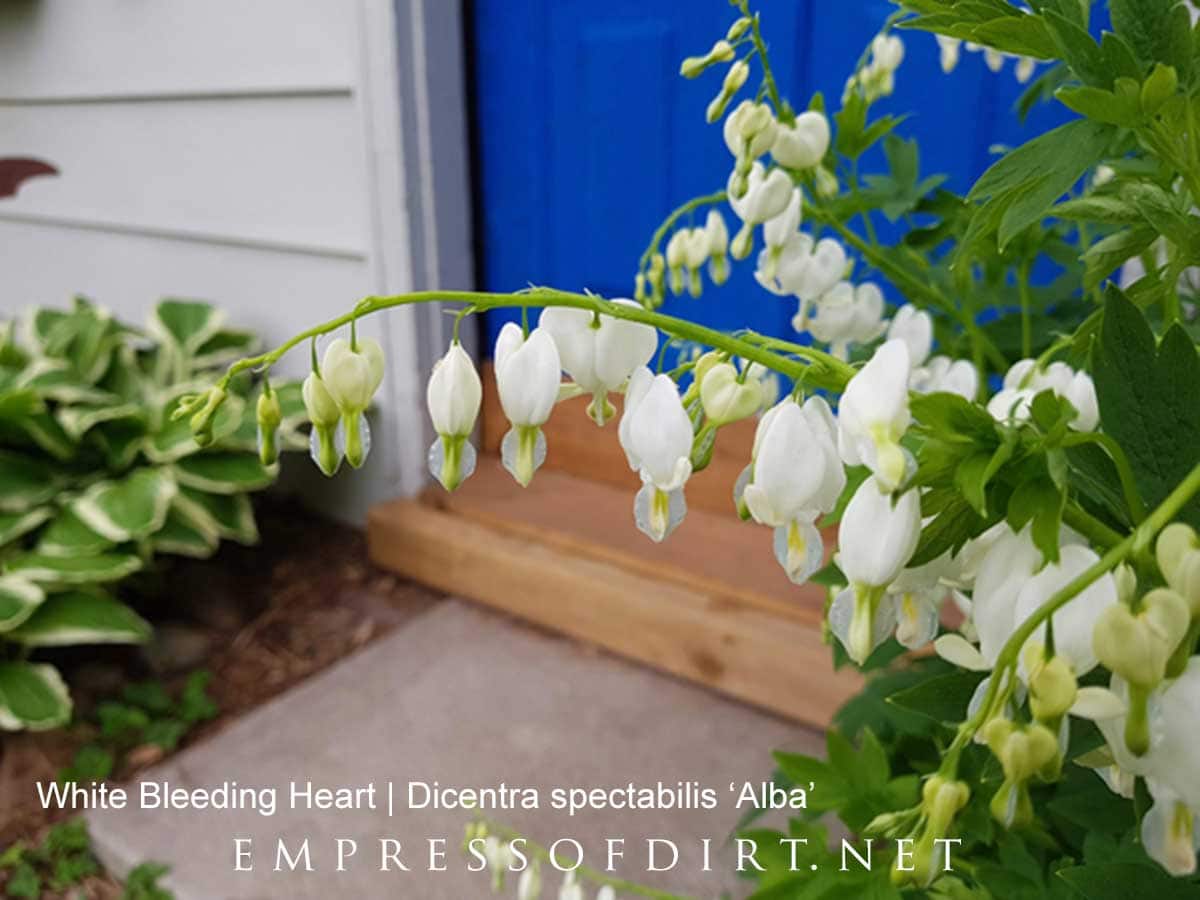 White bleeding heart in the spring garden