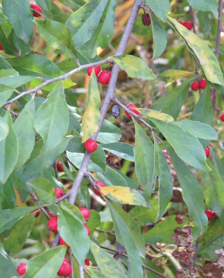 7 Popular Garden Plants with Poisonous Berries (ID Photos)