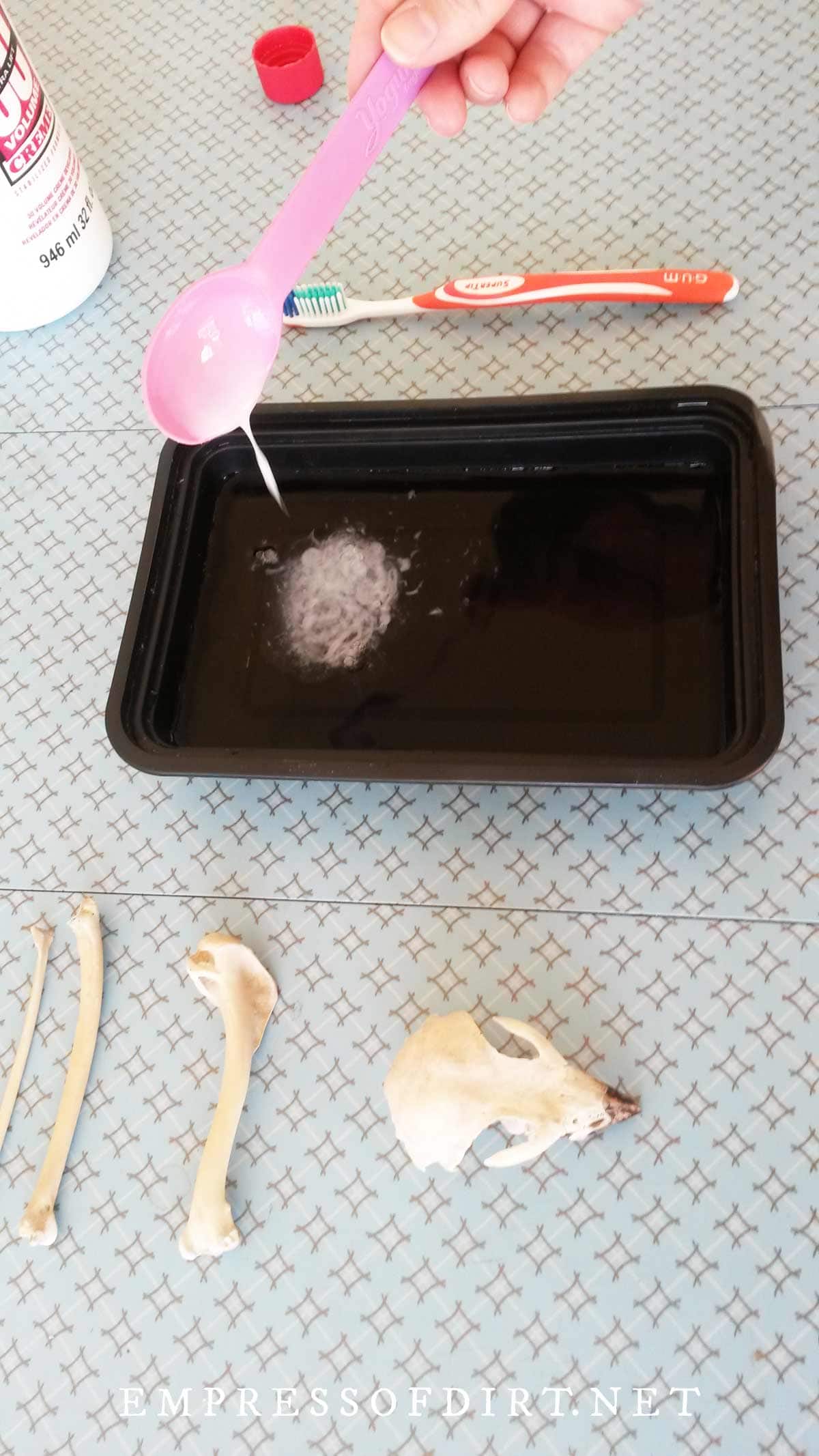 How to Clean Animal Bones for Display — Empress of Dirt