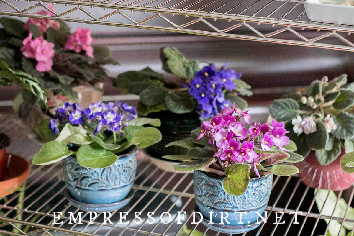 African violet plants on metal plant shelf.