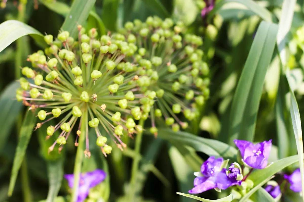 How to Make Giant Garden Art Alliums — Empress of Dirt