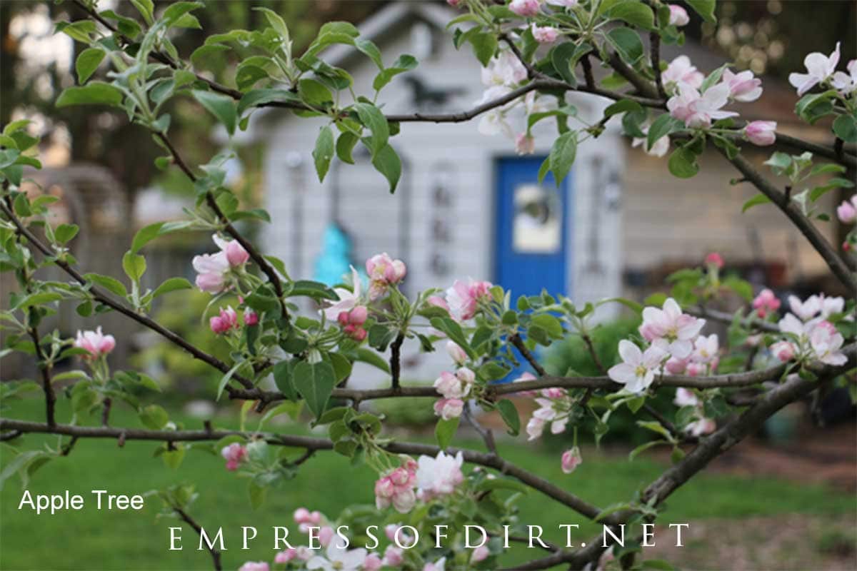 Pink blossoms on apple tree branch in spring garden. Apple tree blossoms