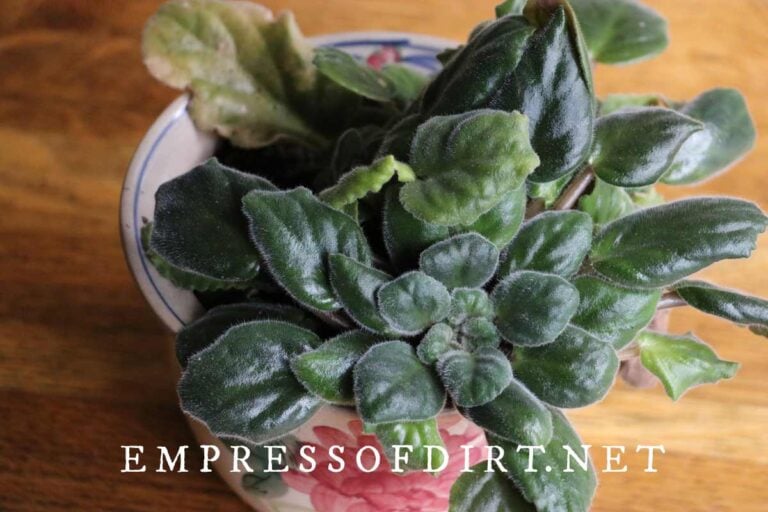 How to Repot African Violets (StepbyStep Guide)