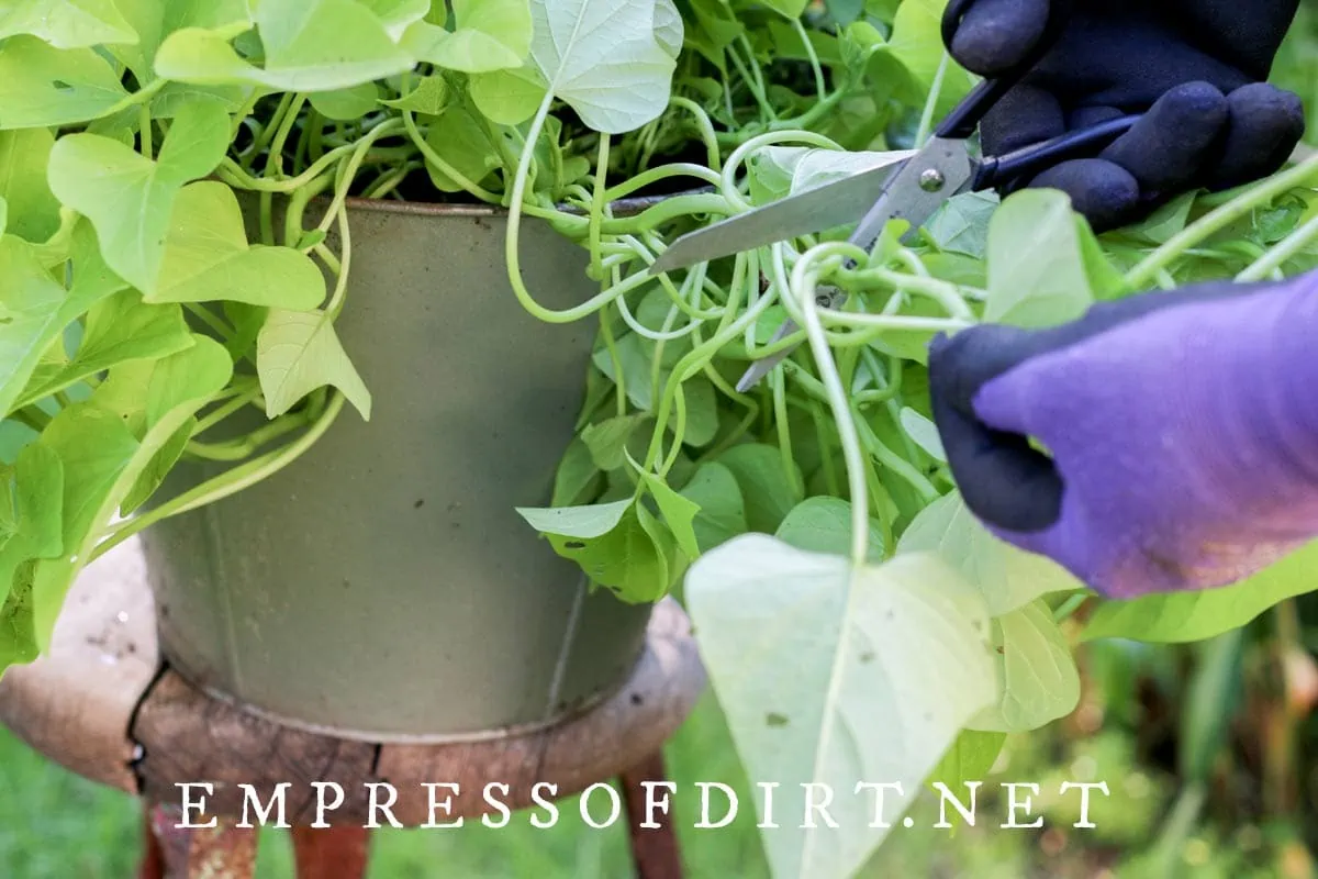 How to Grow Sweet Potato Vine from Cuttings