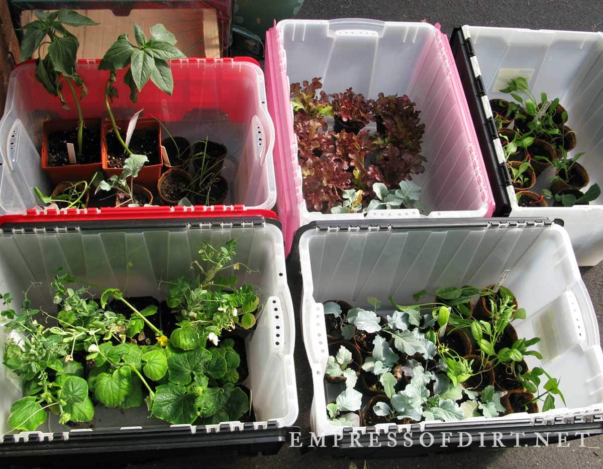 Young plants hardening off in plastic bins outdoors.
