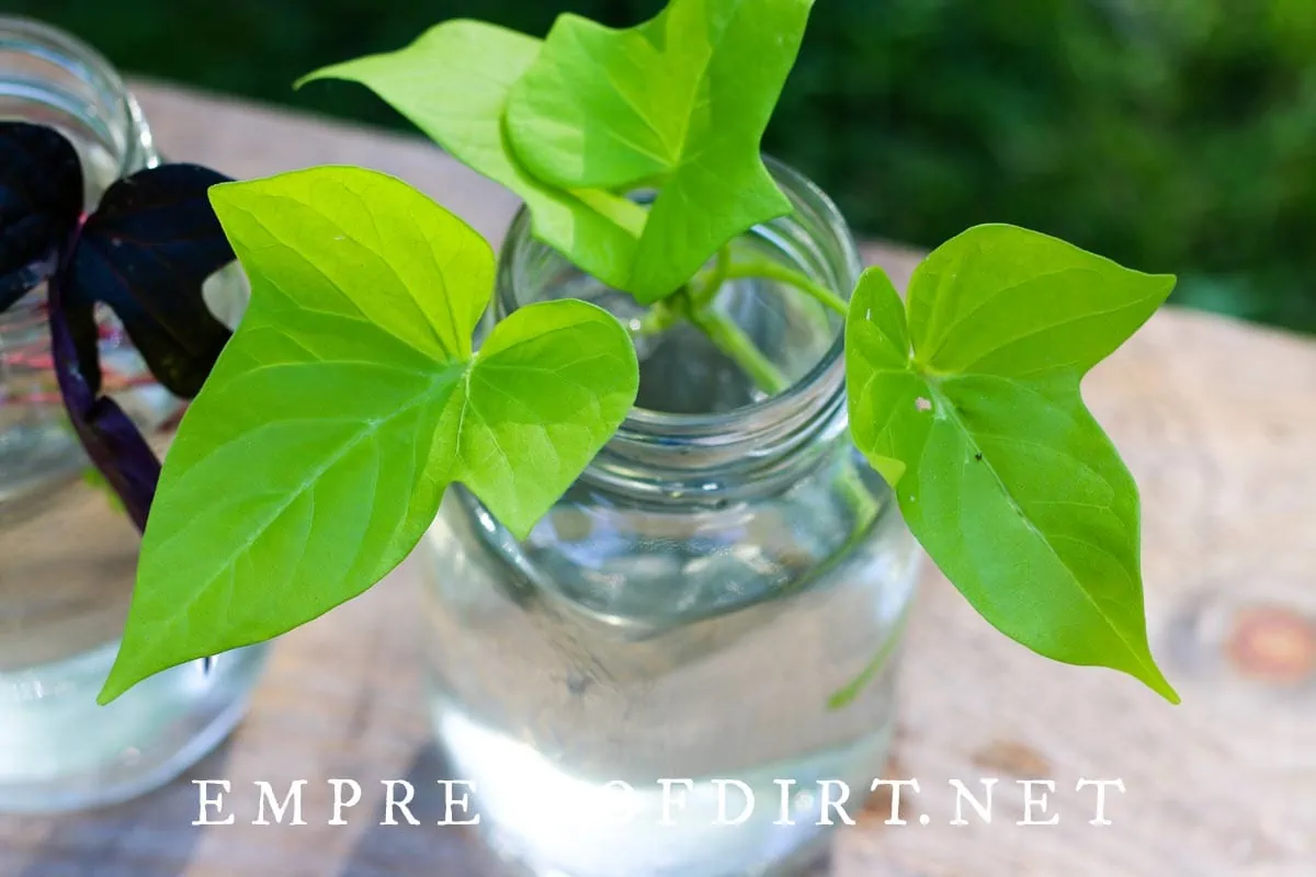 How to Grow Sweet Potato Vine from Cuttings