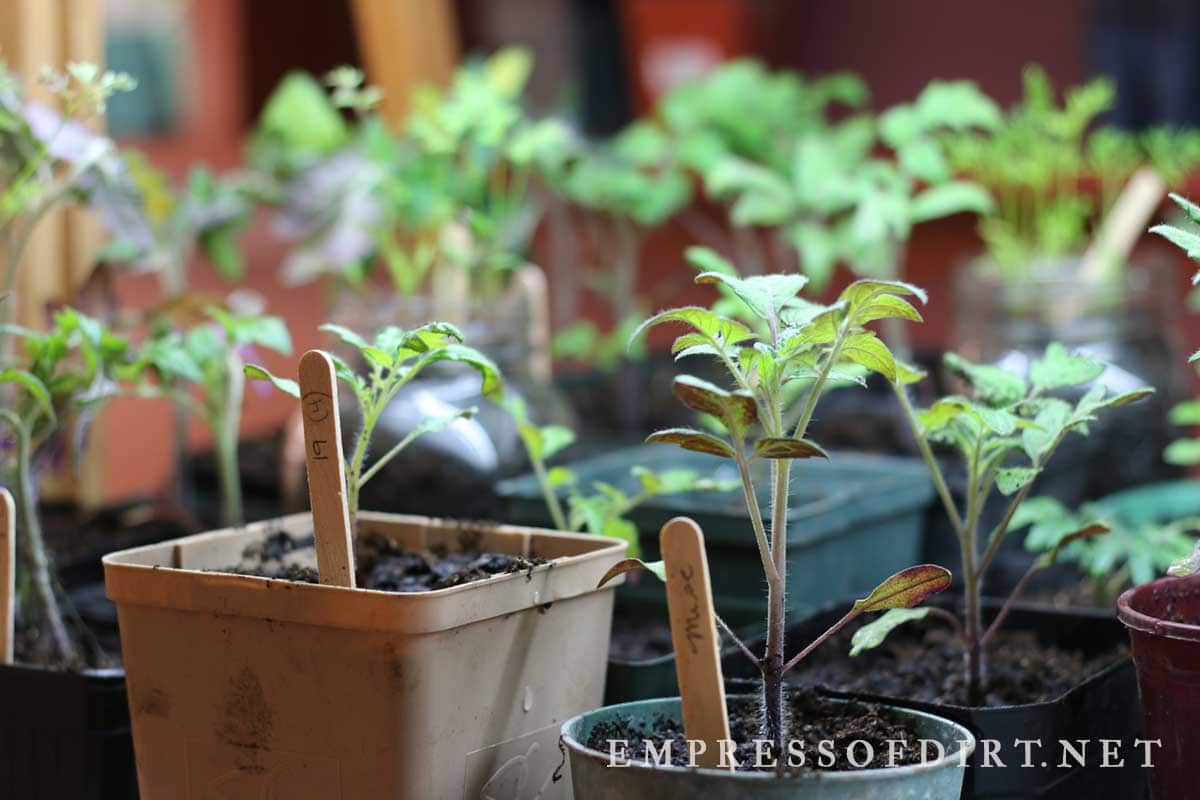 Tomato seedlings growing under grow lights indoors.