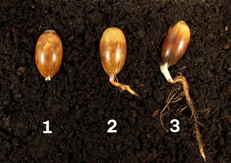 How to Grow an Oak Tree From an Acorn (Step By Step)