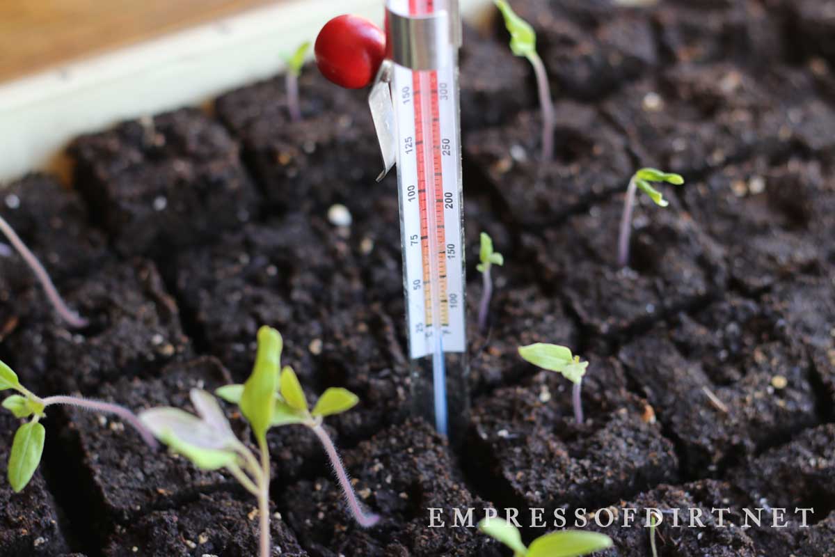 A thermometer measuring soil temperature for indoor seed starting.