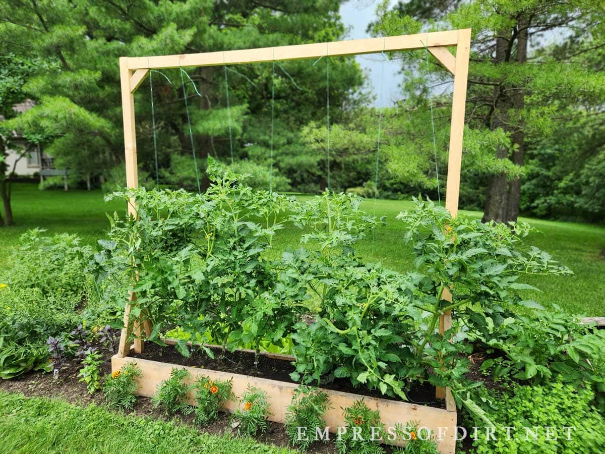Tomatoes growing in a raised bed with overhead twine supports.