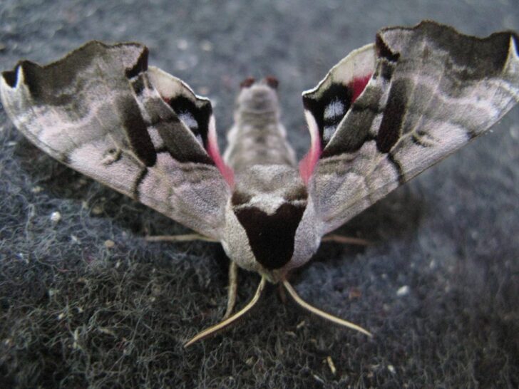 The Surprising Benefits of Moths in Your Garden