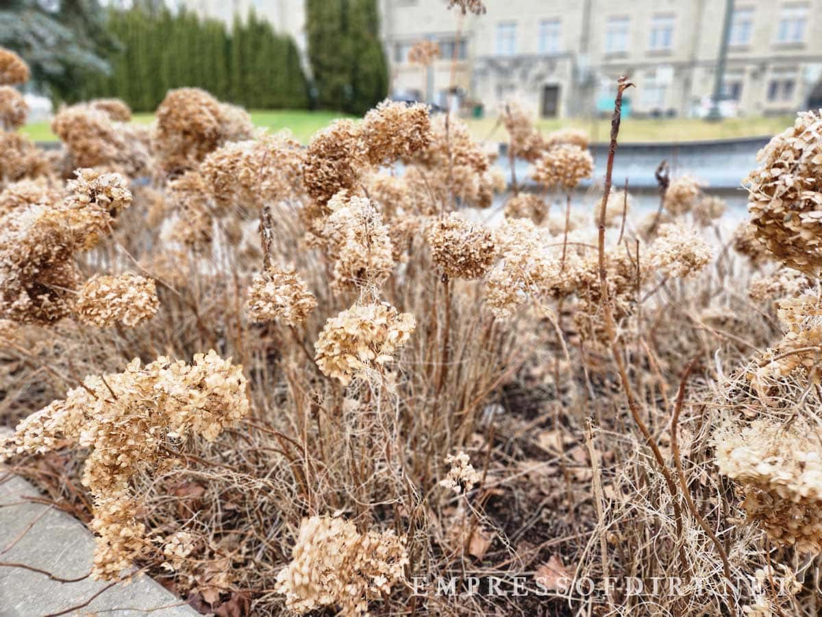 Old hydrangea flower heads in winter
