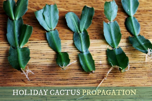 How to propagate holiday cacti.
