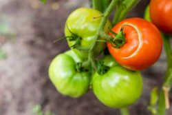 Why Tomatoes Split or Crack—and What to Do