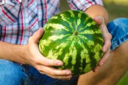 How to Tell Watermelon is Ripe & Ready to Pick — Empress of Dirt