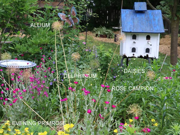 Blooms in the early summer garden.