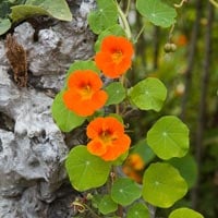 nasturtium