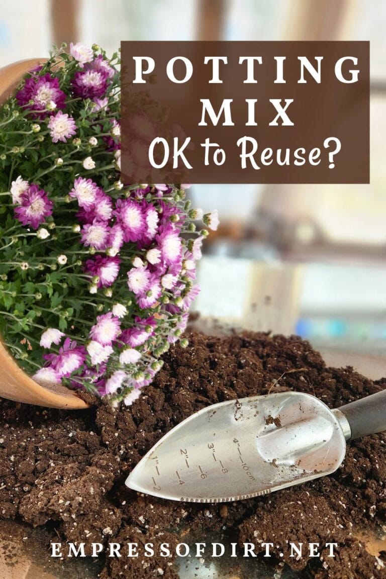 What to Know Before Reusing Old Potting Mix