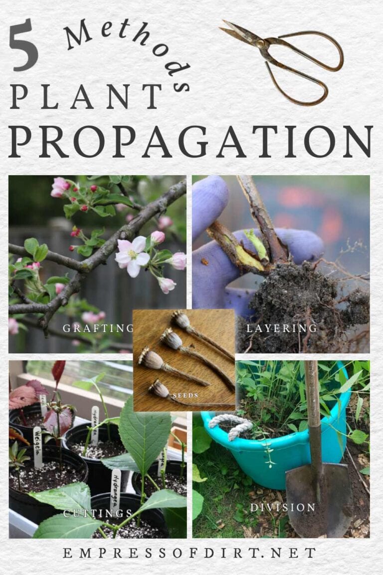Essential Propagation Methods To Grow Everything