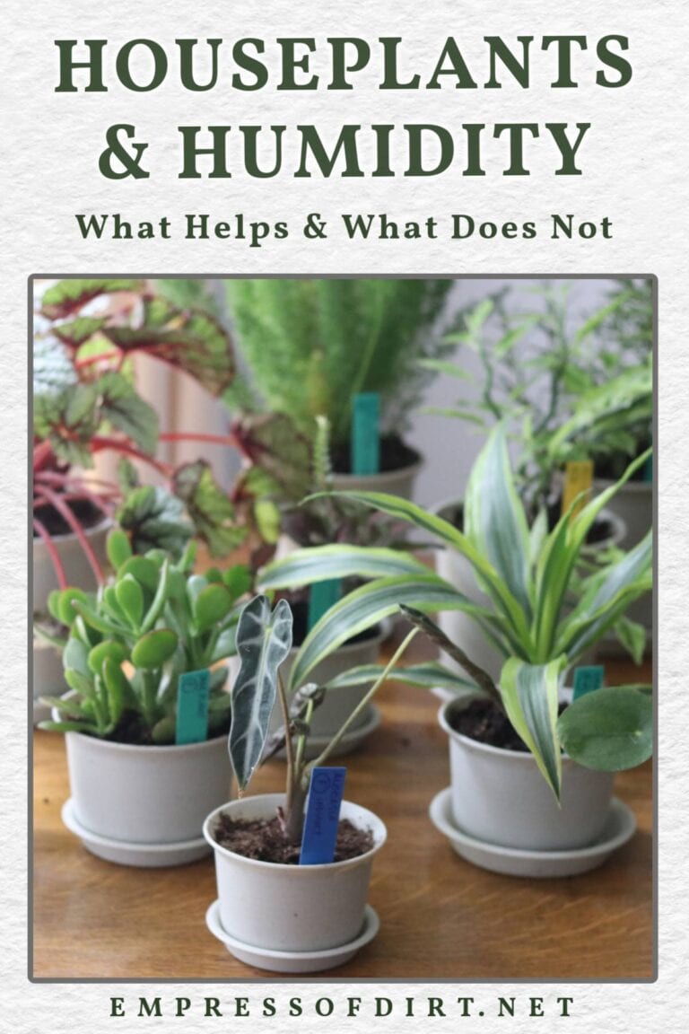 How to Increase Humidity For Plants (What Works)