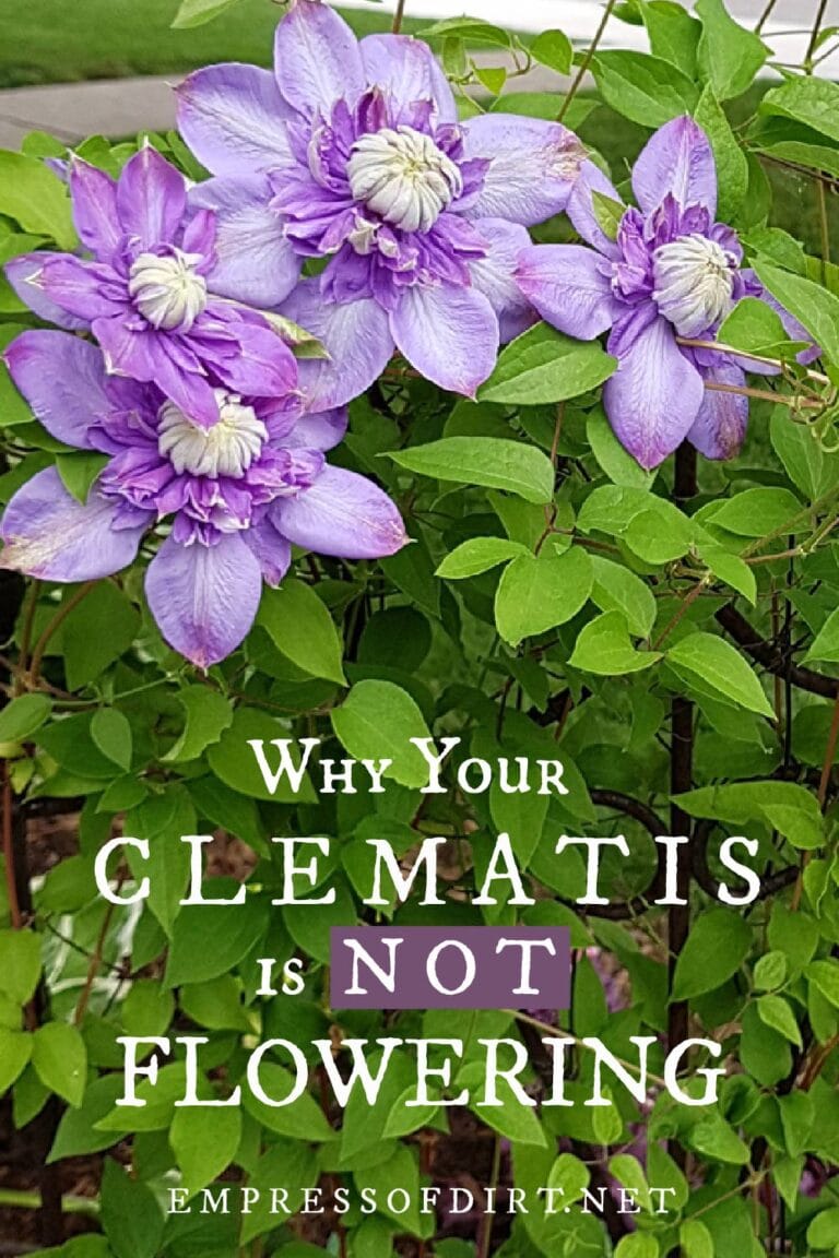 Why Your Clematis is Not Blooming and How to Get Flowers