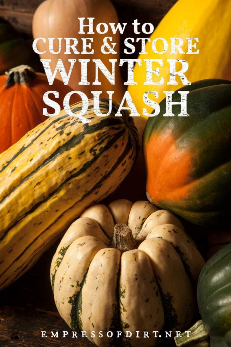 How to Cure Winter Squash for Storage | Empress of Dirt