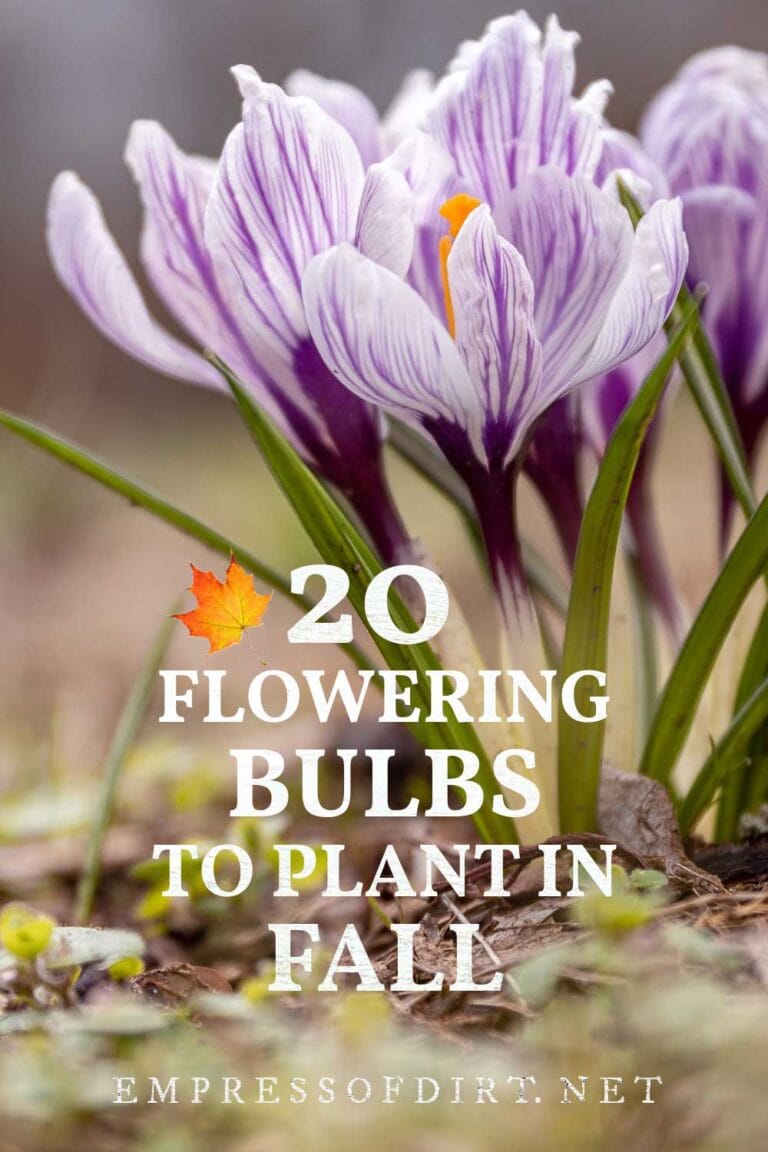 20 Flower Bulbs to Plant in Fall for Spring & Summer Blooms