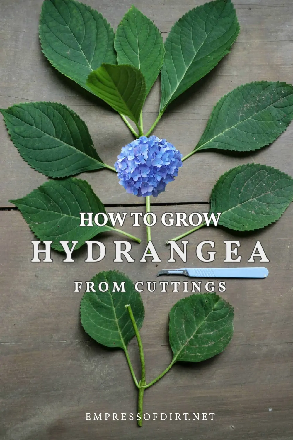 How To Grow Hydrangea From Cuttings — Empress of Dirt