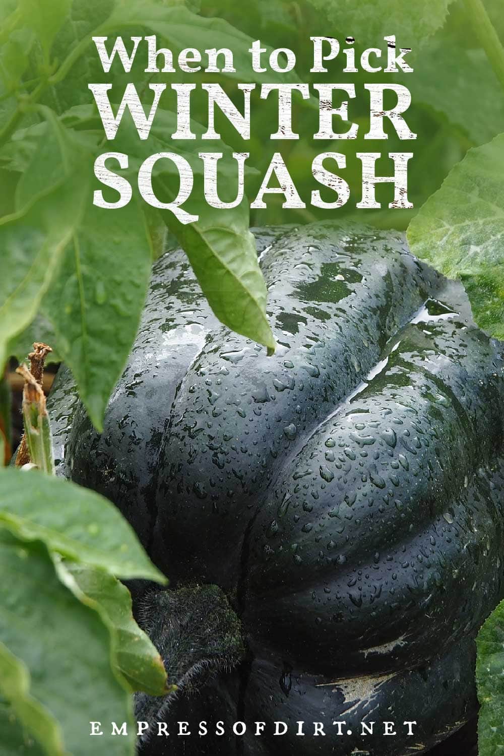 When to Pick Winter Squash — Empress of Dirt