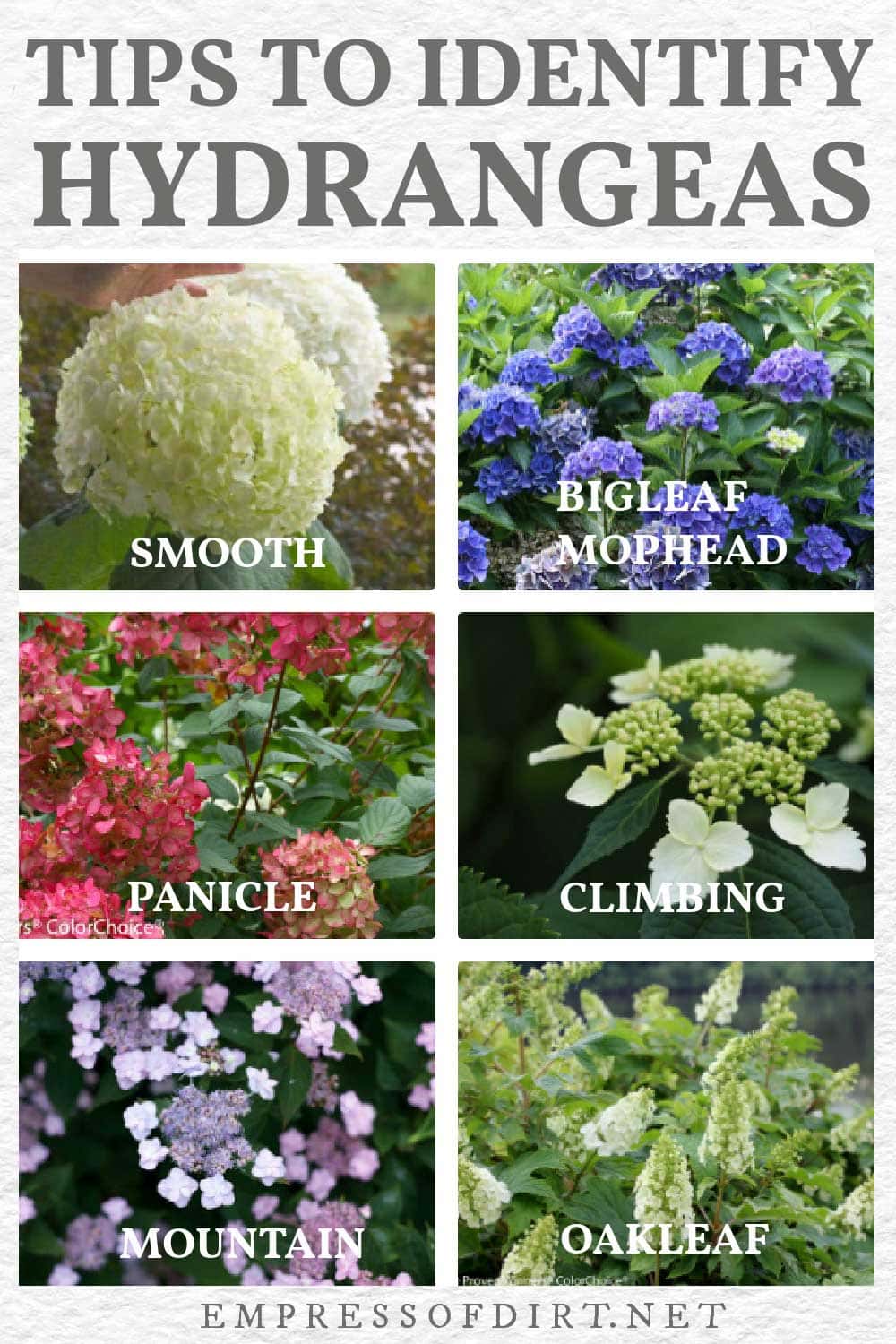 How To Identify Types Of Hydrangeas Know When To Prune Empress Of