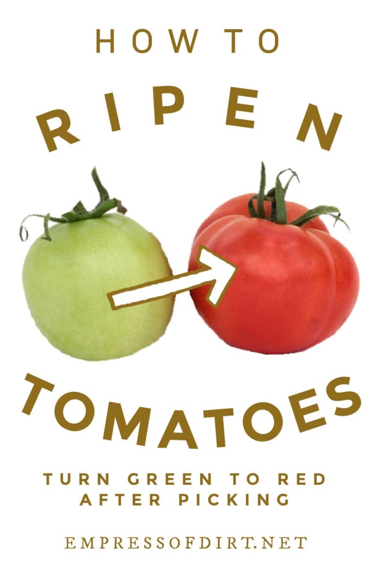 How to Ripen Tomatoes After Picking