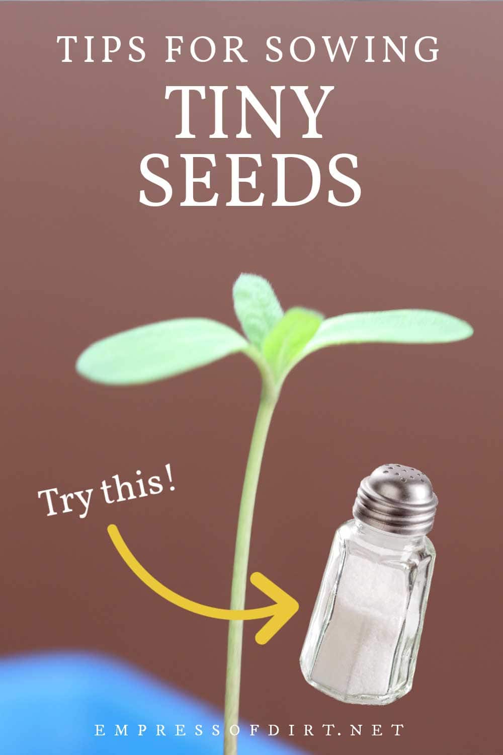 Seedling and a salt shaker