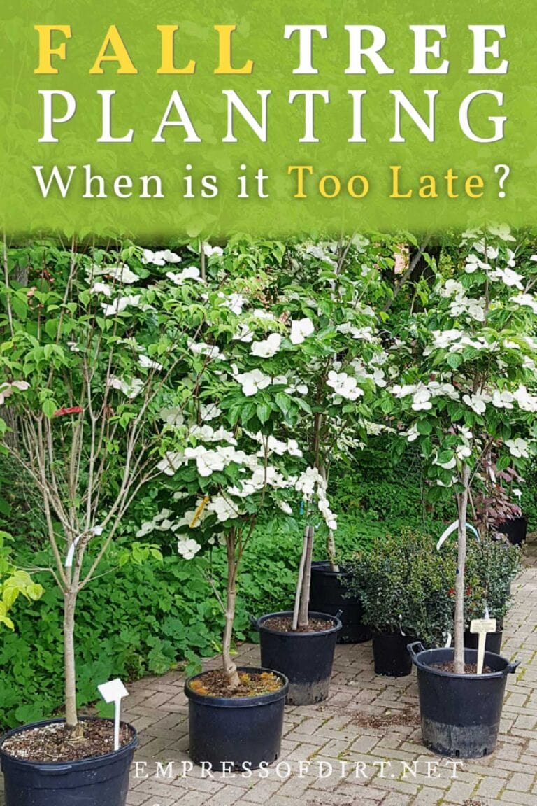 When is it Too Late to Plant Trees in Fall? — Empress of Dirt