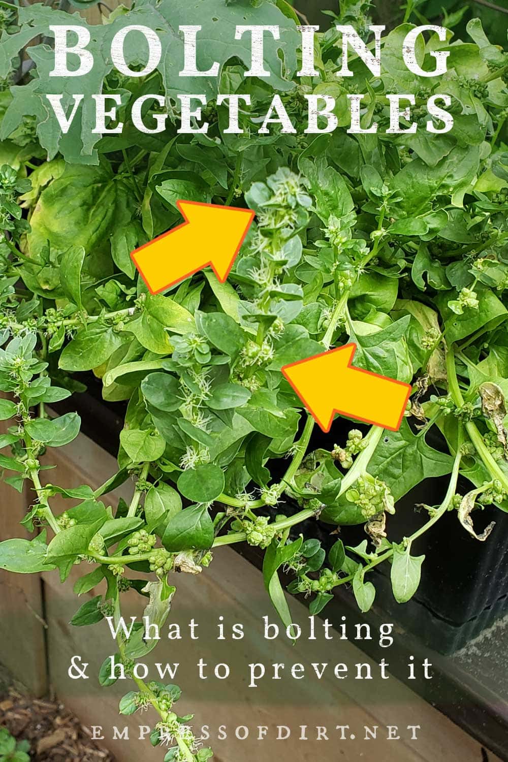 Why Vegetables Bolt & How To Prevent It Empress of Dirt