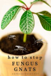 How To Deal With Fungus Gnats On Houseplants (What Works)