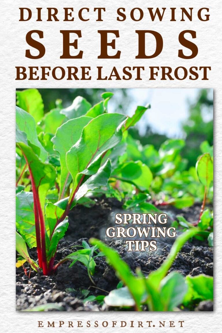 Tips For Direct Sowing Seeds Before Last Frost Empress of Dirt