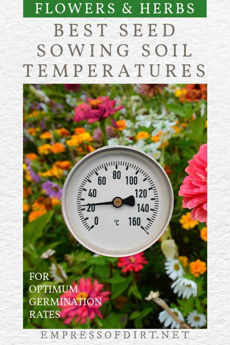 Best Soil Temperatures For Sowing Flower & Herb Seeds