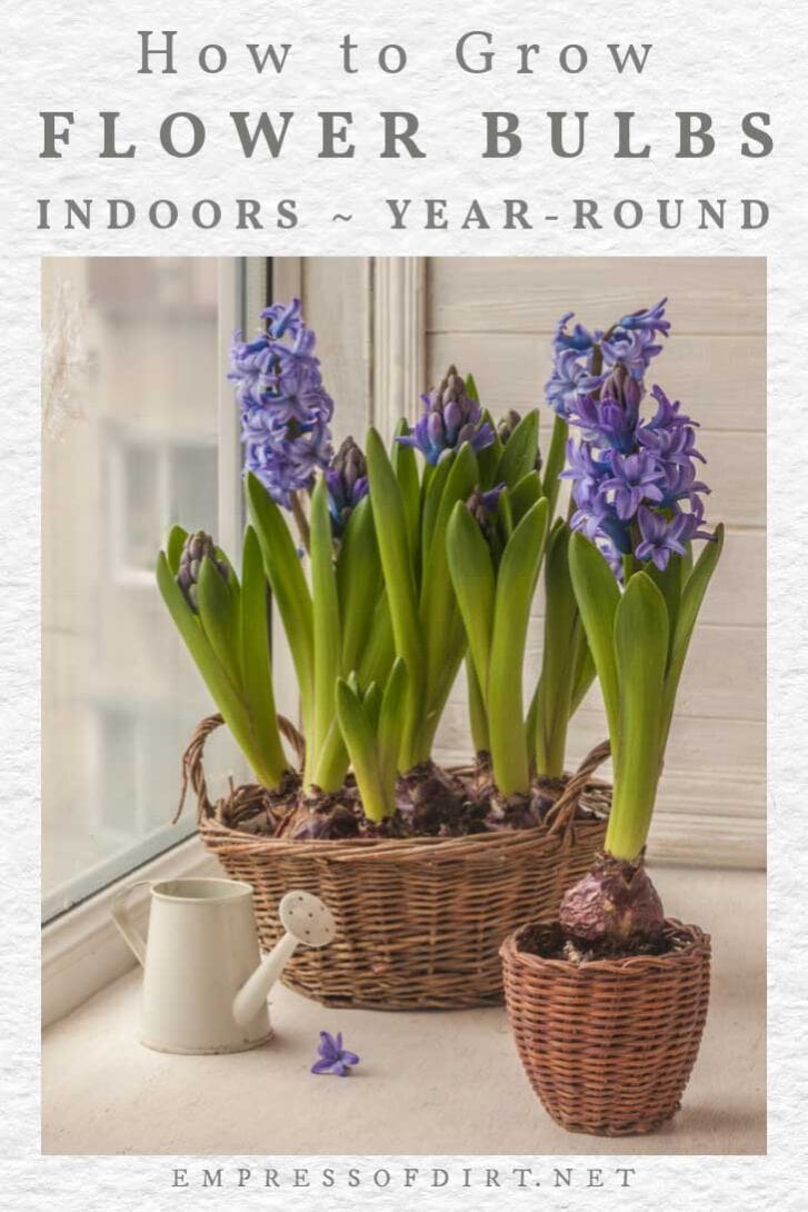How to Force Flower Bulbs Indoors Any Time of Year