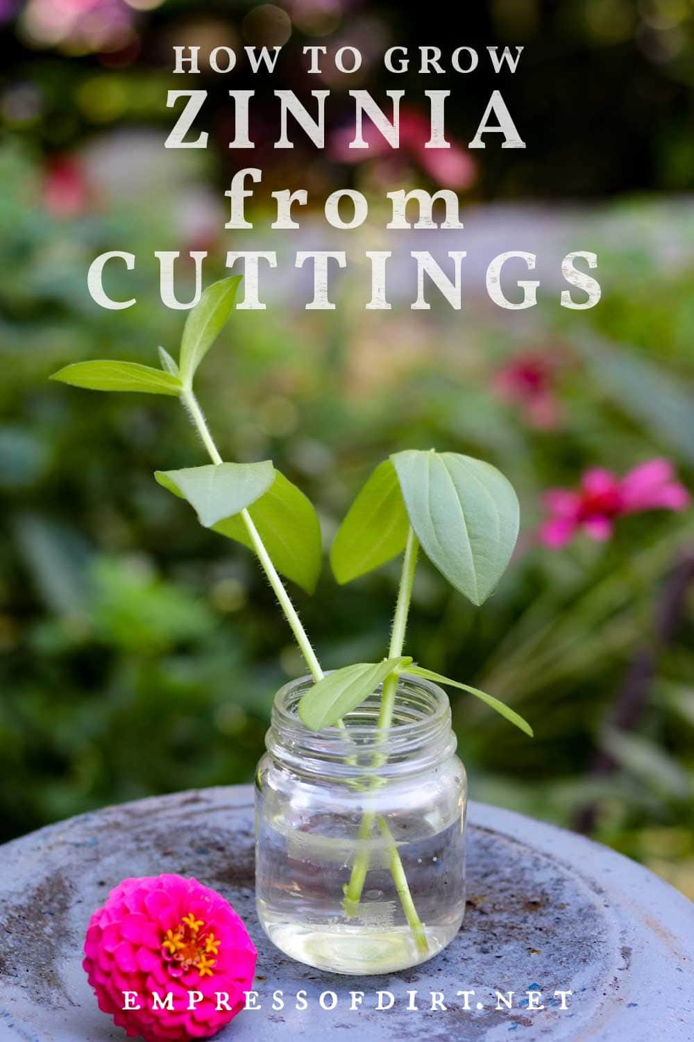 How to Grow Zinnia From Cuttings