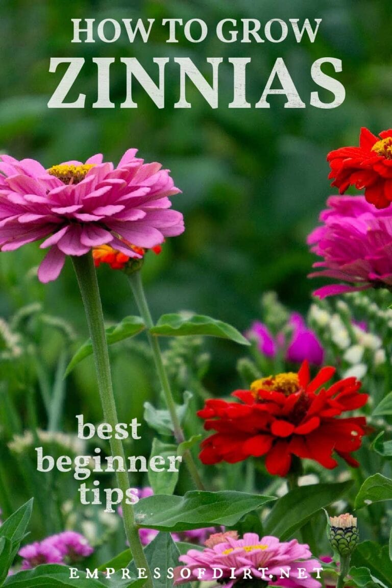 7 Best Tips for Growing Zinnias — Empress of Dirt