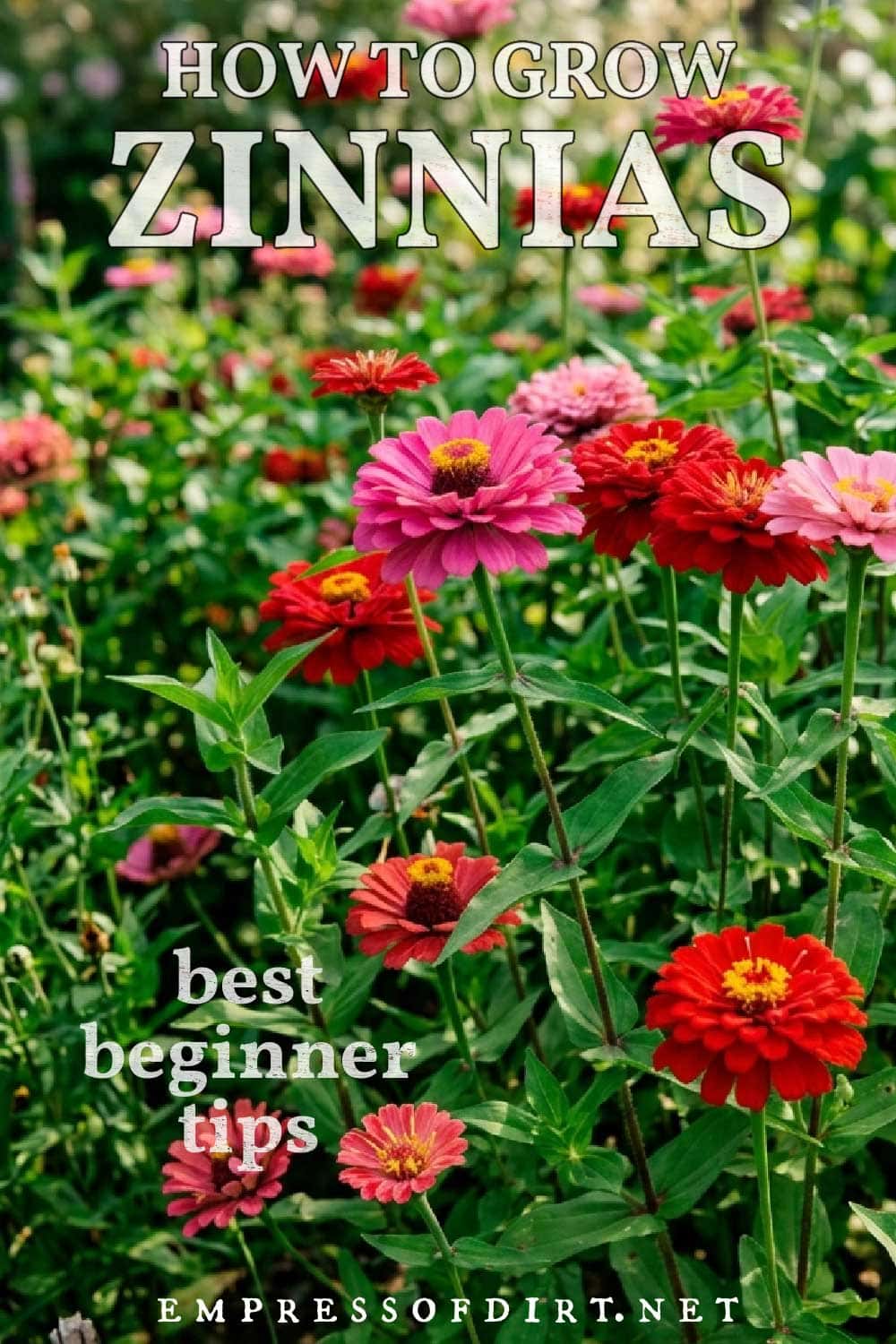 Pink and red zinnias growing in the garden.