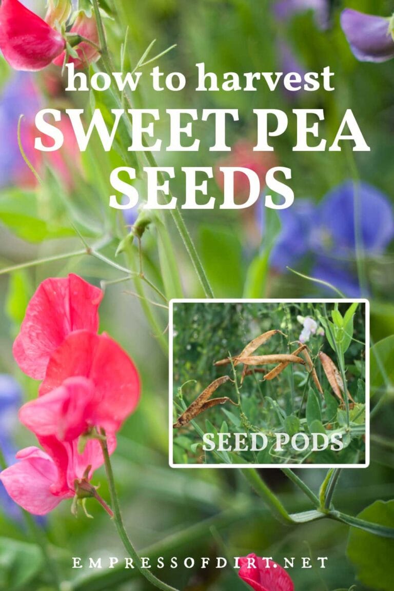How to Harvest Sweet Pea Seeds Empress of Dirt