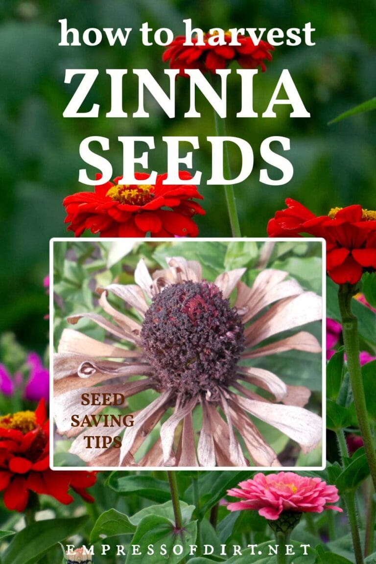How to Save Zinnia Seeds for Next Year — Empress of Dirt