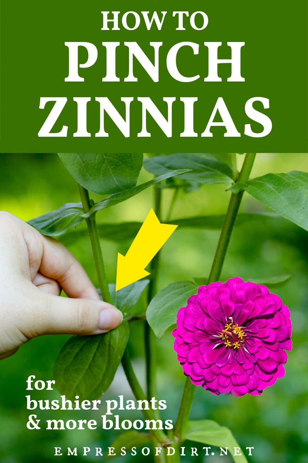 How to Pinch Zinnias for More Blooms — Empress of Dirt