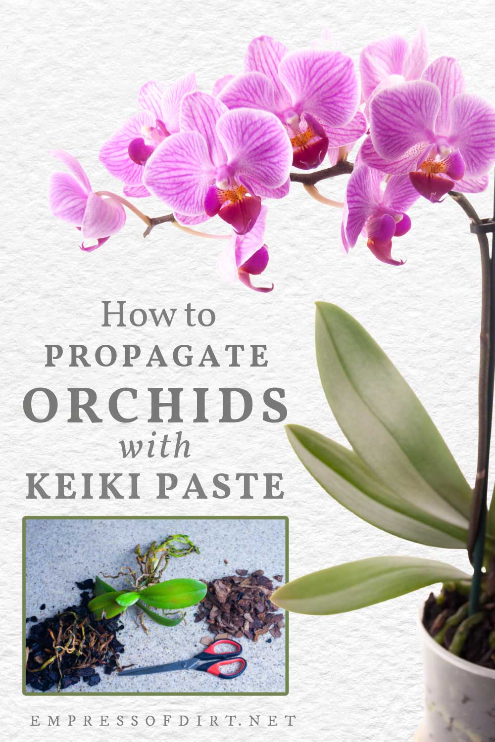 How to Propagate Orchids at Home