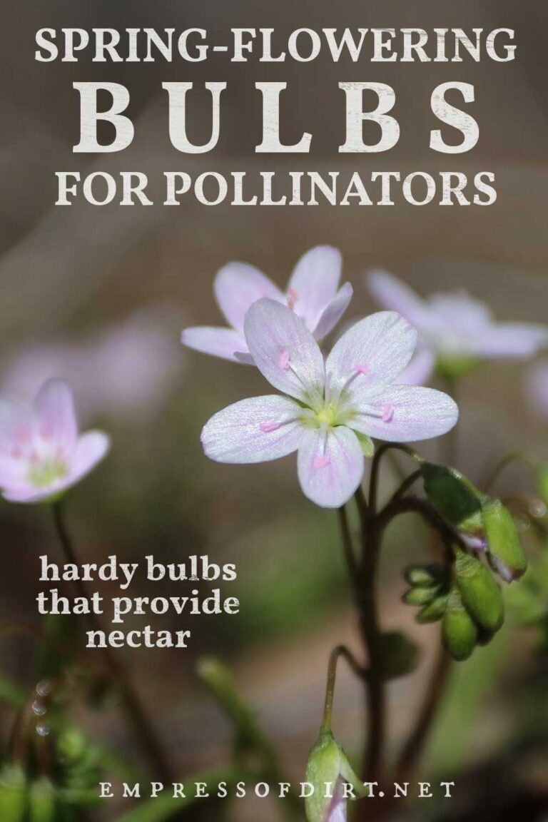20 Flower Bulbs to Plant in Fall for Spring & Summer Blooms